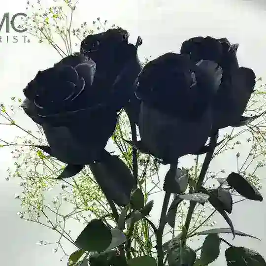 កុលាបខ្មៅ🌹 Telegram Channel Avatar