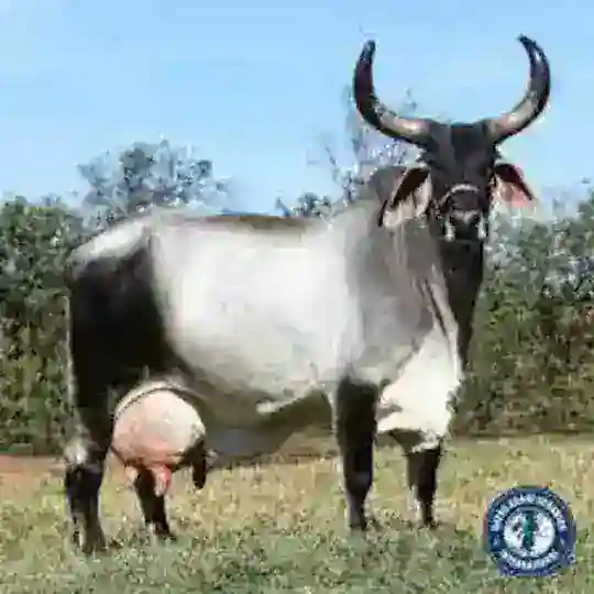 Carne y Leche en Venezuela🐓🐇🐖🐄🐂🇻🇪 Telegram Channel Avatar