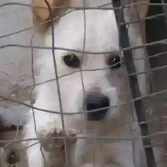 Cane e gatto da salvare, adotta un amico Telegram Channel Avatar