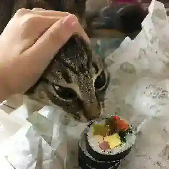 MeowMeowMeow Telegram Channel Avatar