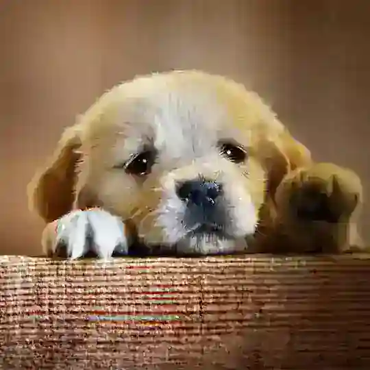 Doggy Needs Friend - Portal Telegram channel