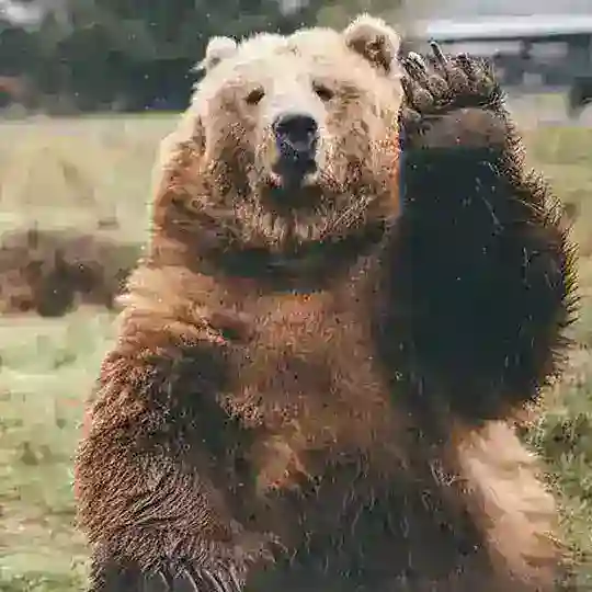 雙熊勁屠馬會 Telegram Channel Avatar