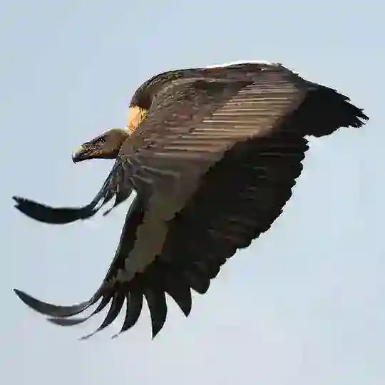 Dünyadan Kareler Telegram Channel Avatar