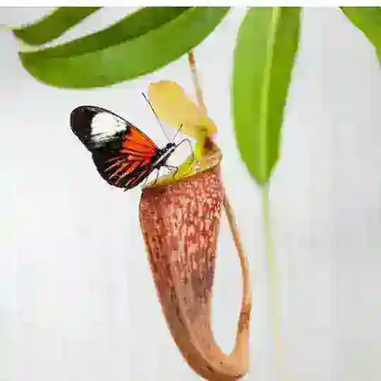 Msc (botany & Zoology)Bsc,Csir,etc. books Telegram Channel Avatar