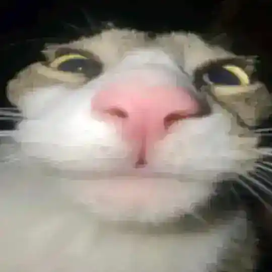 Gatinhos Telegram Channel Avatar