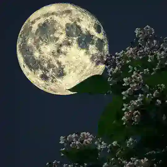 کتاب صوتی قلعه حیوانات Telegram Channel Avatar
