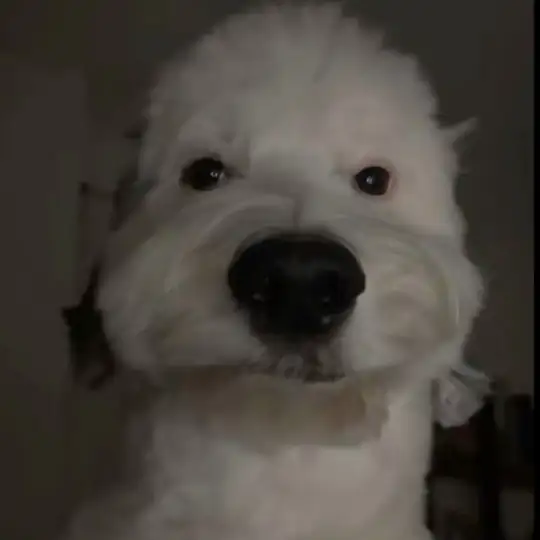 Собака Яйця Клац Клац Telegram Channel Avatar