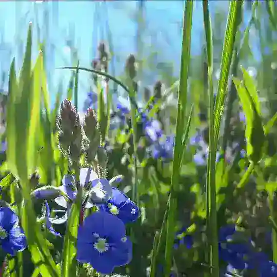 Heilkraft - Energetik der Natur Telegram Channel Avatar