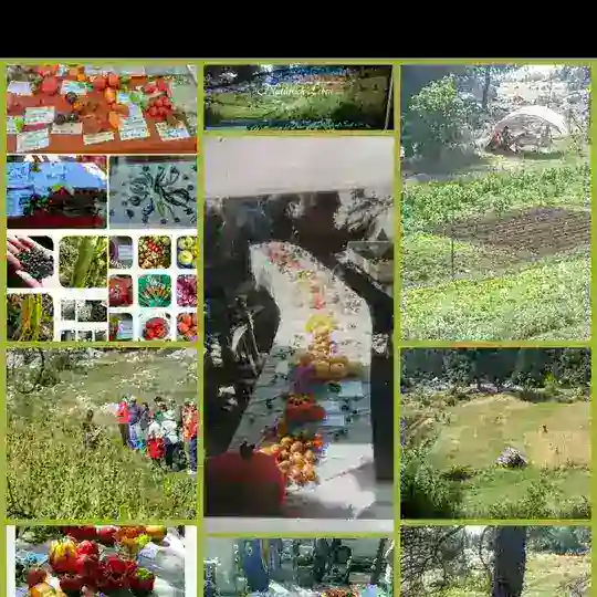 Mittelerdes Saat & Ernte 🍀 Telegram Channel Avatar