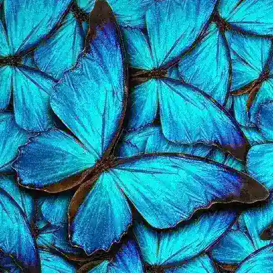 Jardim das Borboletas. 💙🦋 Telegram Channel Avatar