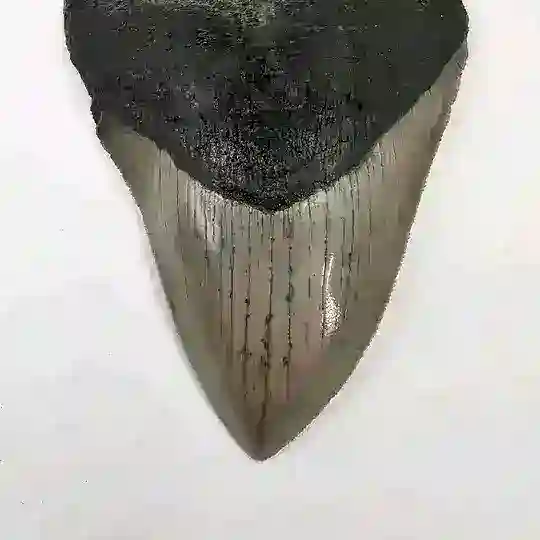 PaleoMir🦖 Telegram Channel Avatar