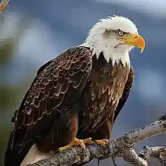【苍鹰】卡发机房🔥国际双向短信 Telegram Channel Avatar