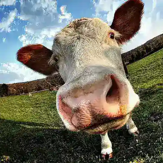 Karl´s Lachkanal Telegram Channel Avatar