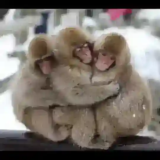 🐵1️⃣🅾️1️⃣🐵101st monkey Telegram Channel Avatar