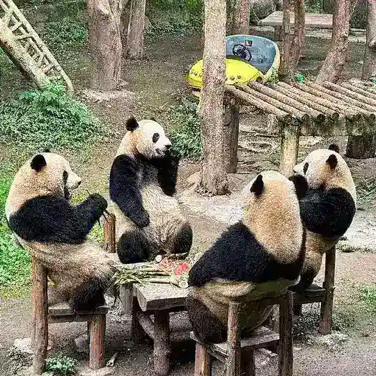 凯发·代理活动规则 Telegram Channel Avatar