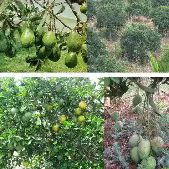 Kilimo Biashara Telegram Channel Avatar
