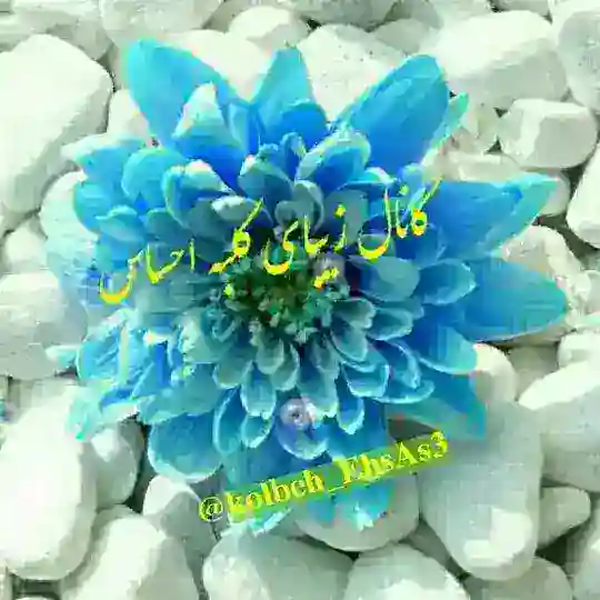 کلبه احساس Telegram Channel Avatar