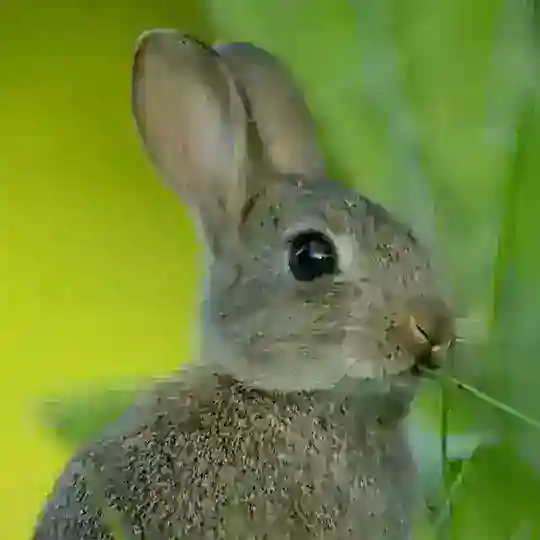 Кролик в твоём сердце Telegram channel