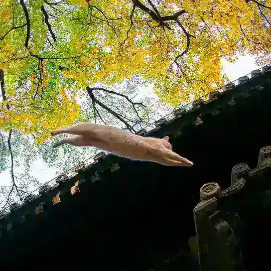撸猫社 Telegram Channel Avatar