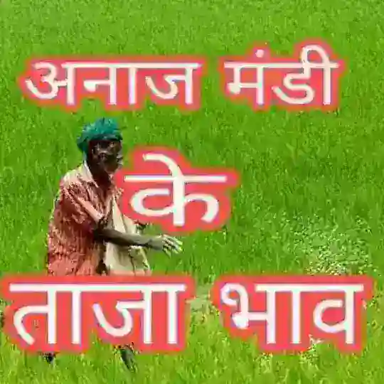 मंडी भाव (Mandi Bhav) Telegram Channel Avatar