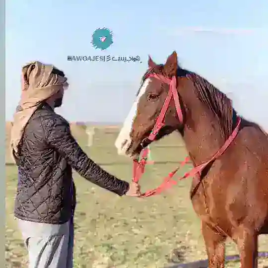 ﮼彡ᓚɹɹɹɹ̤ᓗ̣lgබ|‏ℍ𝔸𝕎𝕆𝔸𝕁𝔼𝕊 Telegram Channel Avatar