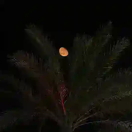 مُحآق Telegram Channel Avatar