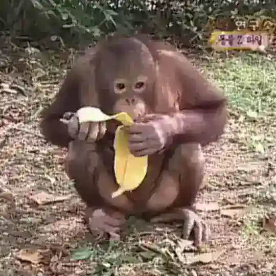 Monke behave your Telegram Channel Avatar