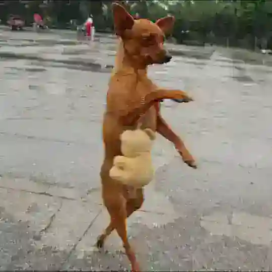 묻따방 🐕 Telegram Channel Avatar