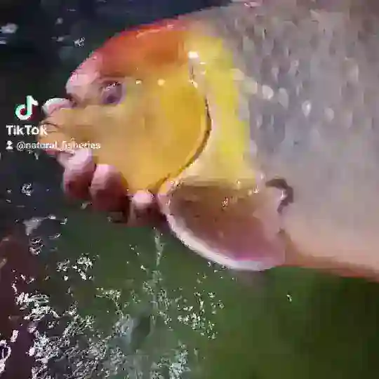 ត្រីទន្លេធម្មជាតិ Telegram Channel Avatar