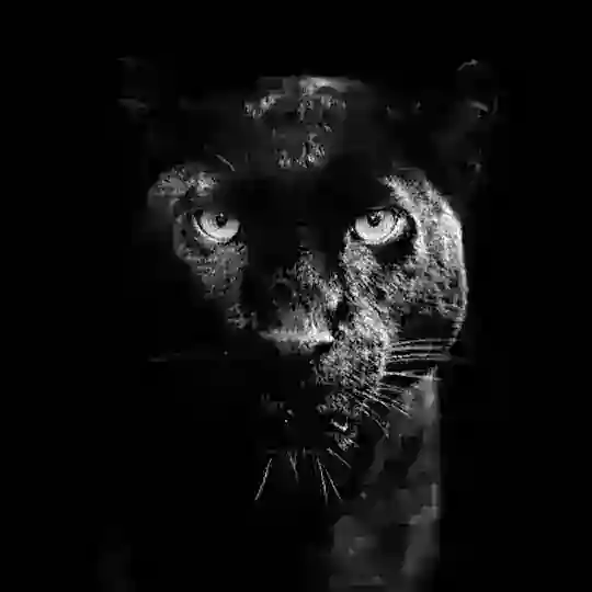 Panther 🐈‍⬛ Telegram Channel Avatar