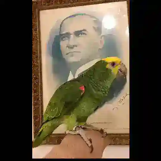 PAPAĞAN İZMİR Telegram Channel Avatar