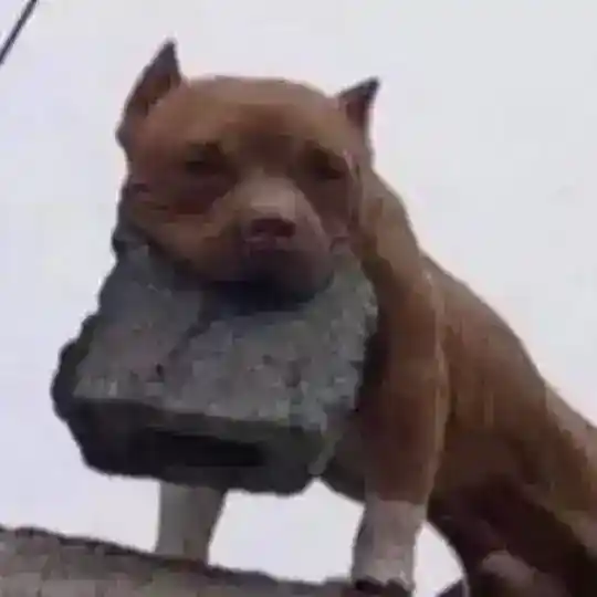 Pitbullkkkkkkkk Telegram Channel Avatar