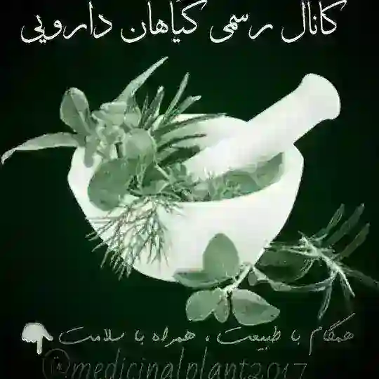 🌿سلامتی و گیاهان دارویـــی🌿 Telegram Channel Avatar