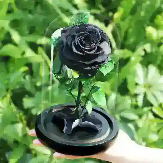 La Rose noir 🌹 Telegram Channel Avatar