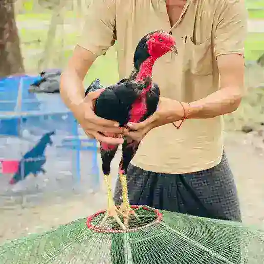 Shwe Doe Lay Telegram Channel Avatar
