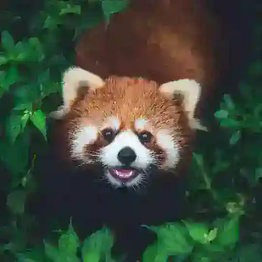 秘密花园㊙️放映厅 Telegram Channel Avatar