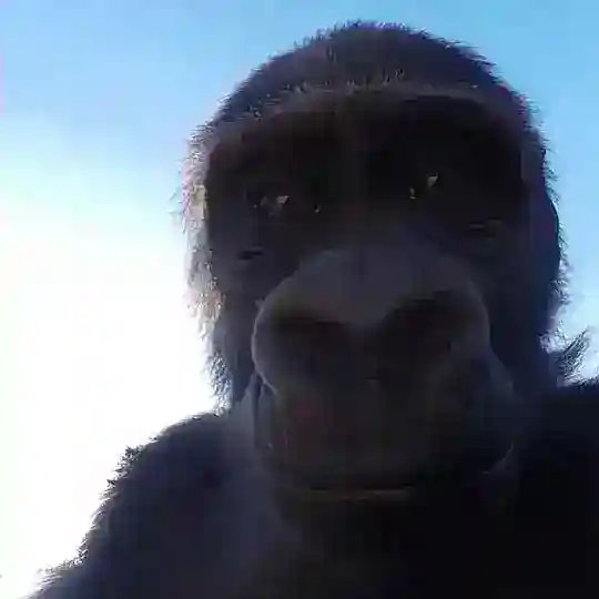 swizzy Telegram Channel Avatar