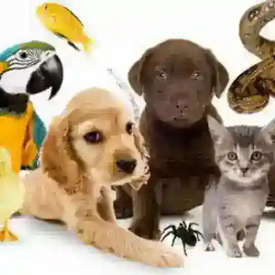 Тварини України 🇺🇦| Pets UA Telegram Channel Avatar