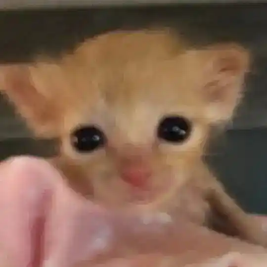 Вучя Telegram Channel Avatar
