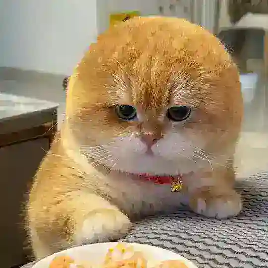 Kho phim meomeotv Telegram Channel Avatar
