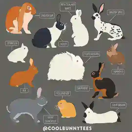 Европейский кролик 🇺🇿 Telegram Channel Avatar