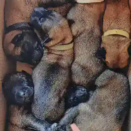 CODENZO malinois Telegram Channel Avatar