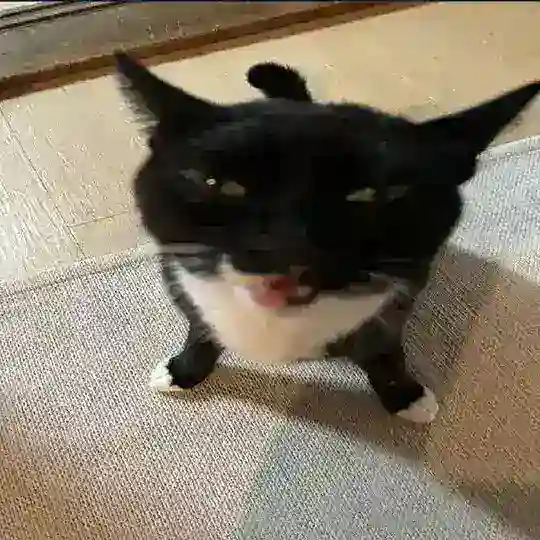(ПОЛУРЕСТ ОТ ВП) 𓏵 pets confession ࣪ | ͜͝🐾 Telegram Channel Avatar