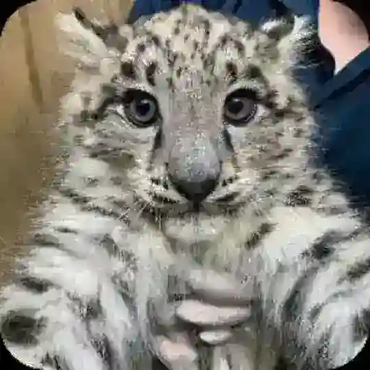 Snow Leopards confession 🐾🌨 Telegram Channel Avatar