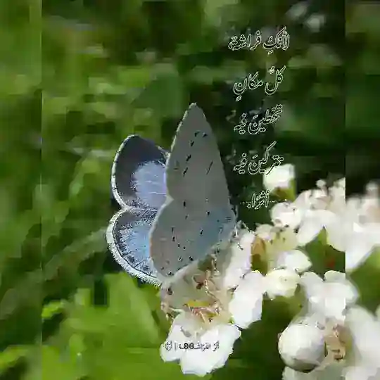 أثـرُ الفـ🦋ـراشَة | أُرَيَّا✨ Telegram Channel Avatar