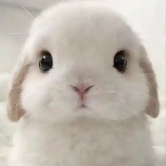 batchbunni ♡ Telegram Channel Avatar