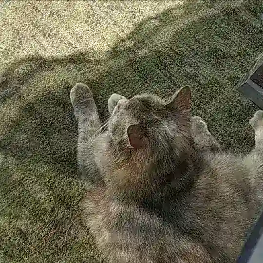 клуб блох 0.2 Telegram Channel Avatar