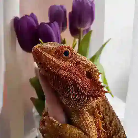 🦎𝙰𝚐𝚊𝚖𝚊𝚜 𝚂&𝚂🦎 Telegram Channel Avatar