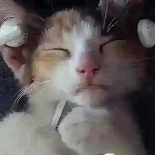 Логово бибика Telegram channel photo