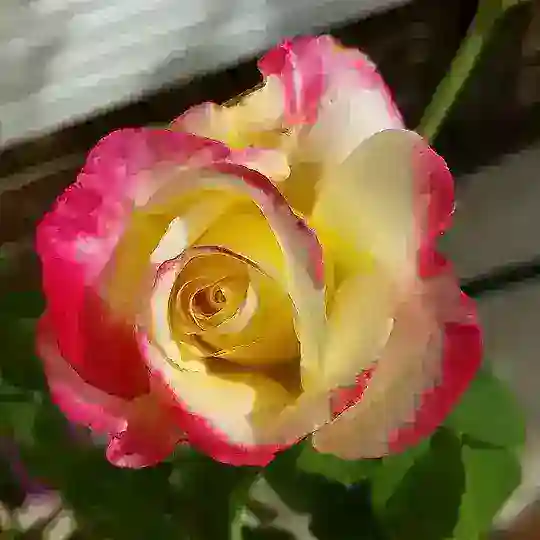 Rosemania 🌹 Telegram Channel Avatar